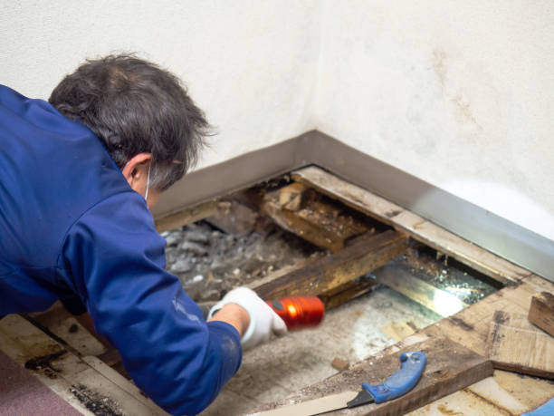 Best Black Mold Remediation in Douglas, MI