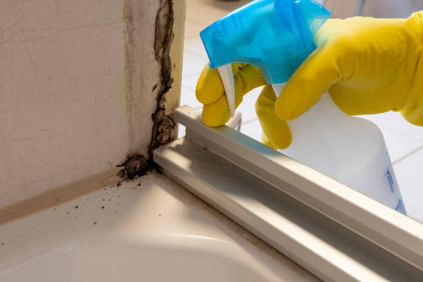 Best Kitchen Mold Remediation in Douglas, MI