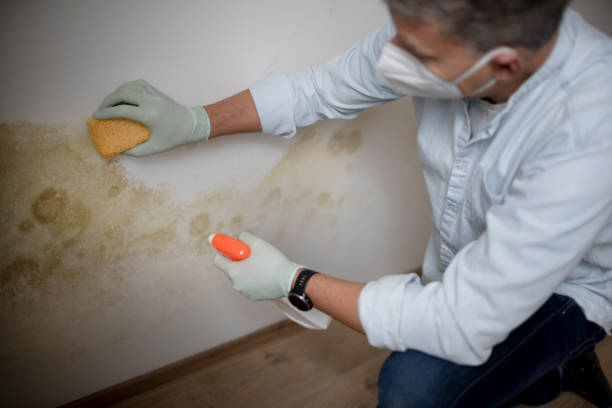 Best Bathroom Mold Remediation in Douglas, MI