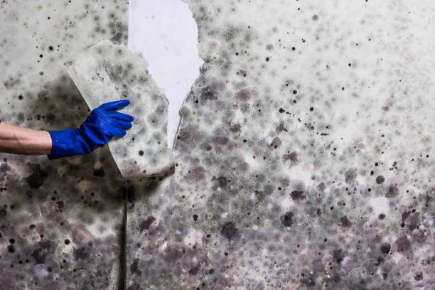 Best Post-Flood Mold Remediation in Douglas, MI