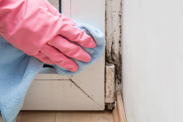 Best Mold Remediation for Specific Building Types in Douglas, MI