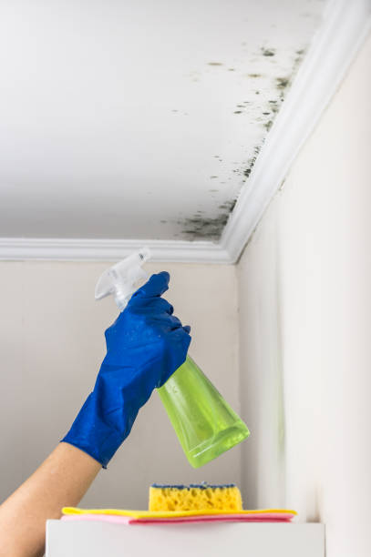 Best Attic Mold Remediation in Douglas, MI