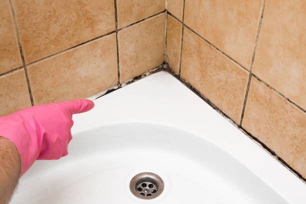 Best DIY Mold Remediation Support Services in Douglas, MI